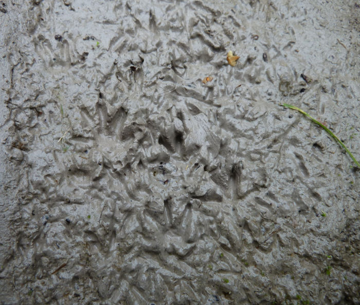Water Vole footprints