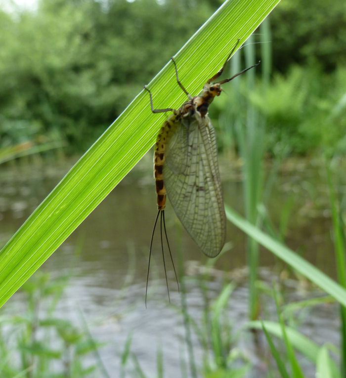 Beautiful insect possibly a mayfly