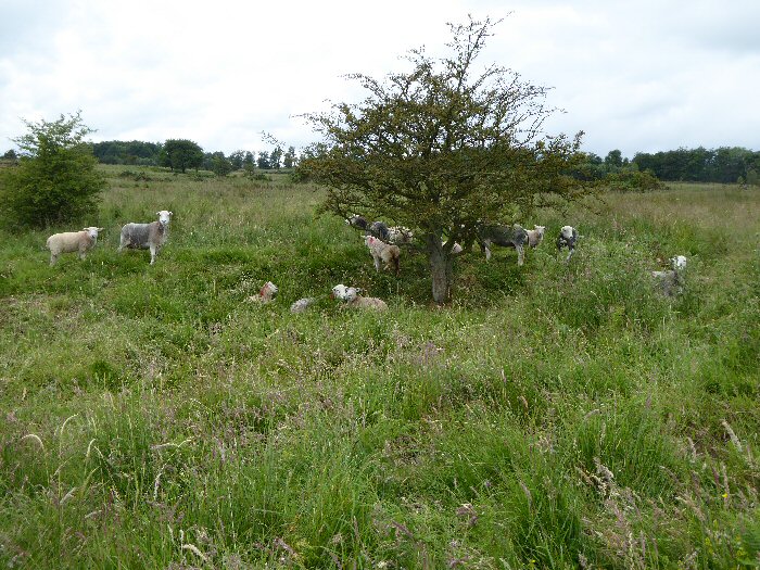 Sheep on moor
