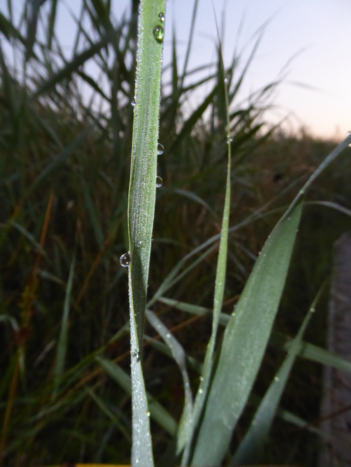 Water droplets on the reed leaves