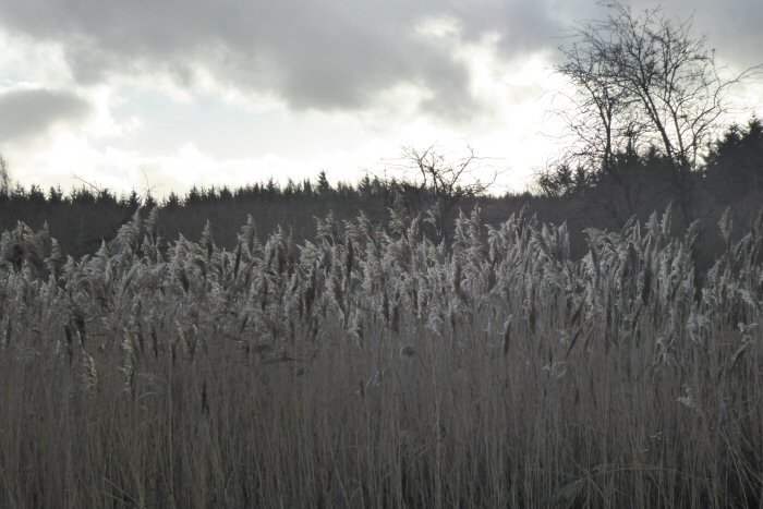 The reed bed
