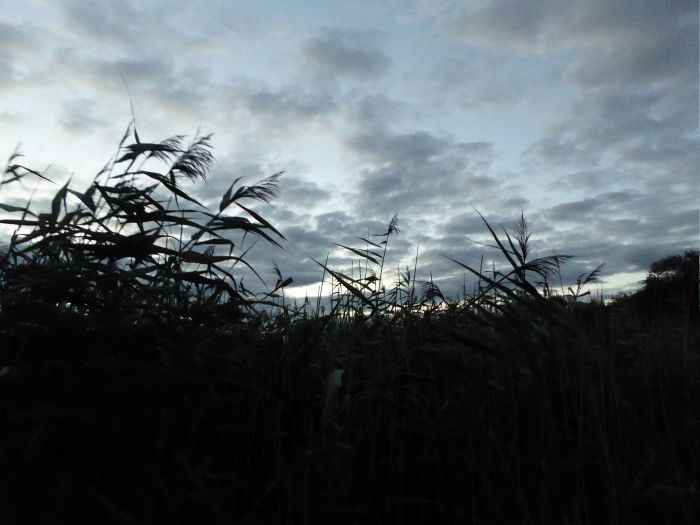 Dawn over the reed bed