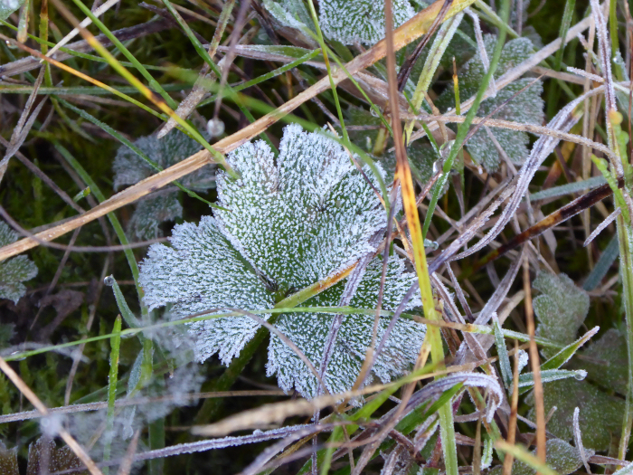 Frost on a buttercup leaf