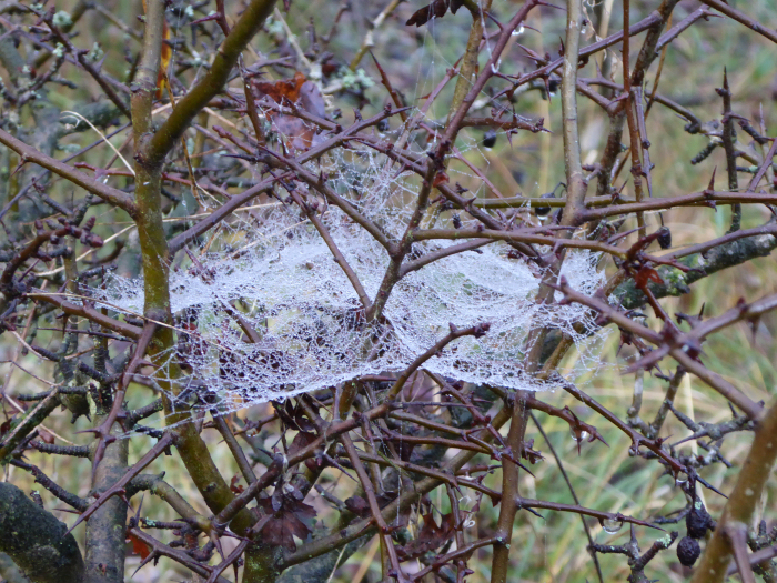 Spider web in Hawthorn