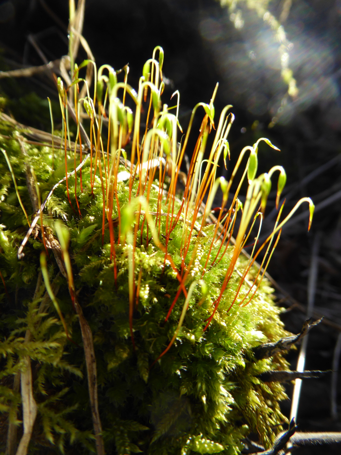 Moss in the sunshine