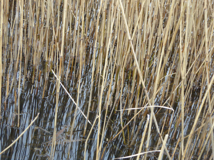 Reed bed