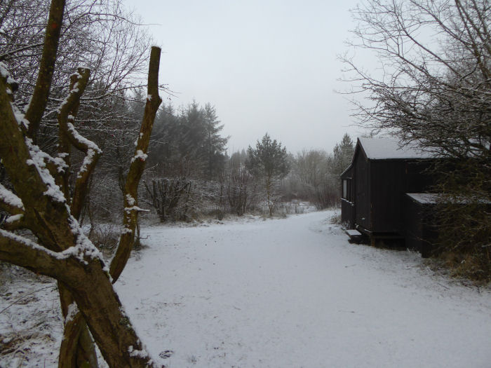 Snow at Foxglove in January