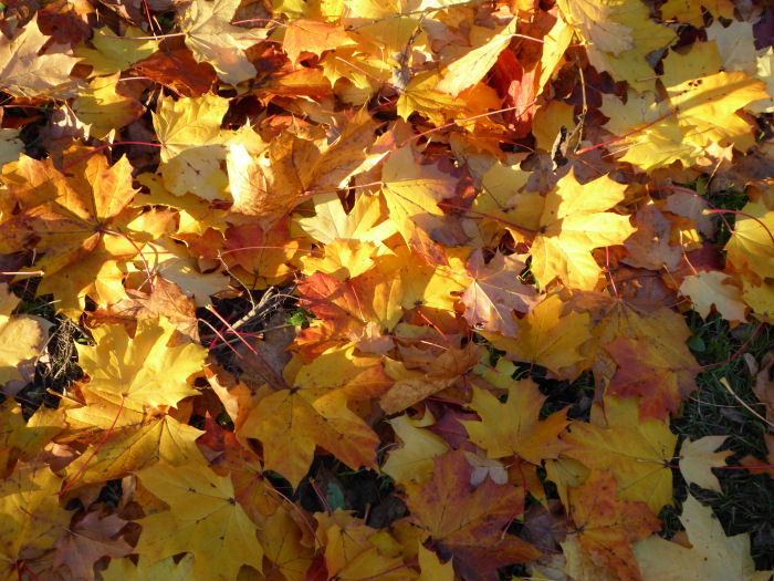 A brightly coloured palette of maple leaves