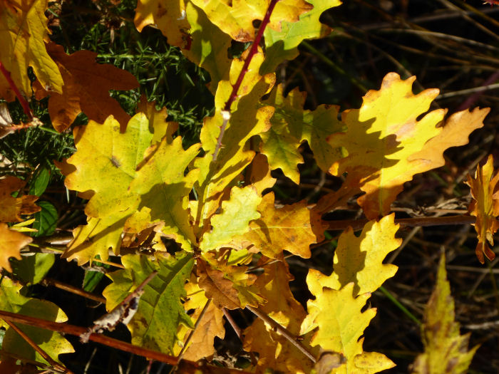 Oak leaves in the sunshine
