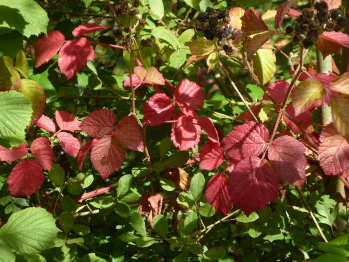 Blackberry leaves