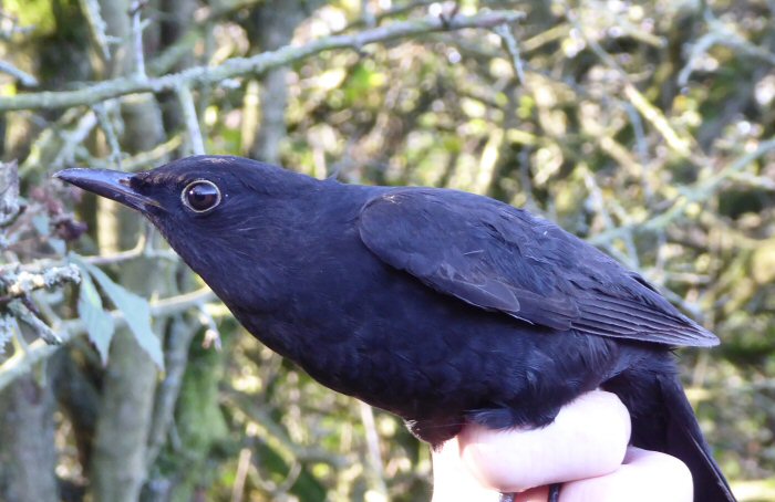 A Blackbird