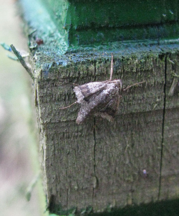 A female Early Moth
