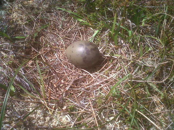 Arctic Skua egg in nest