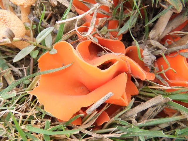 Orange Peel fungus