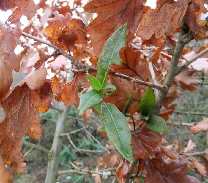 Oak leaves with new shoots of Honeysuckle
