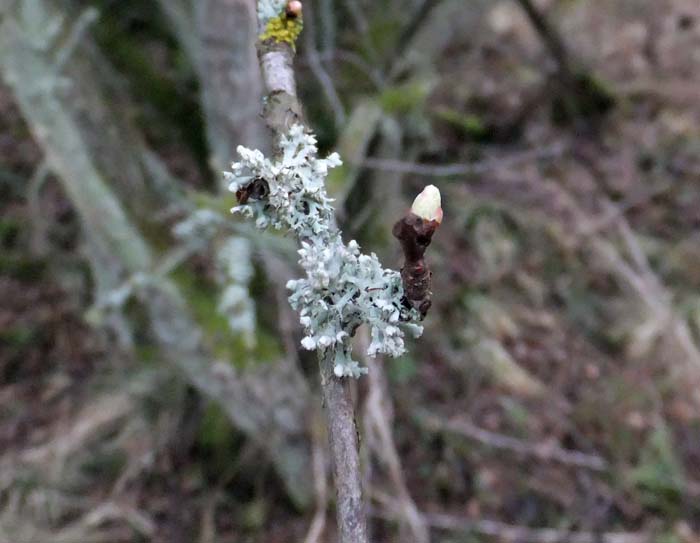 Blackthorn bud