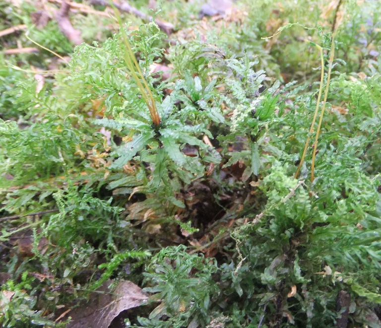 Plagiomnium undulatum - Hart's Tongue Thyme-moss