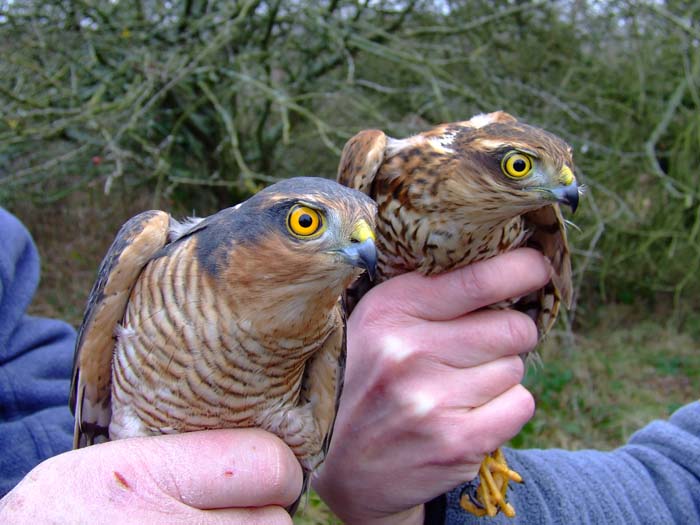 father and son sparrowhawks