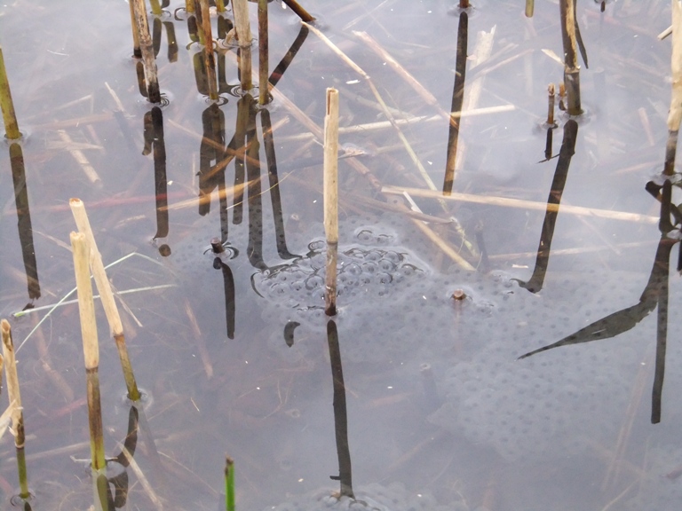 Frogs in the reed bed