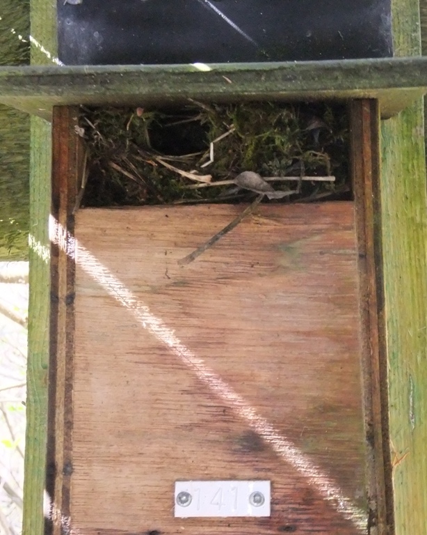 Wren's nest