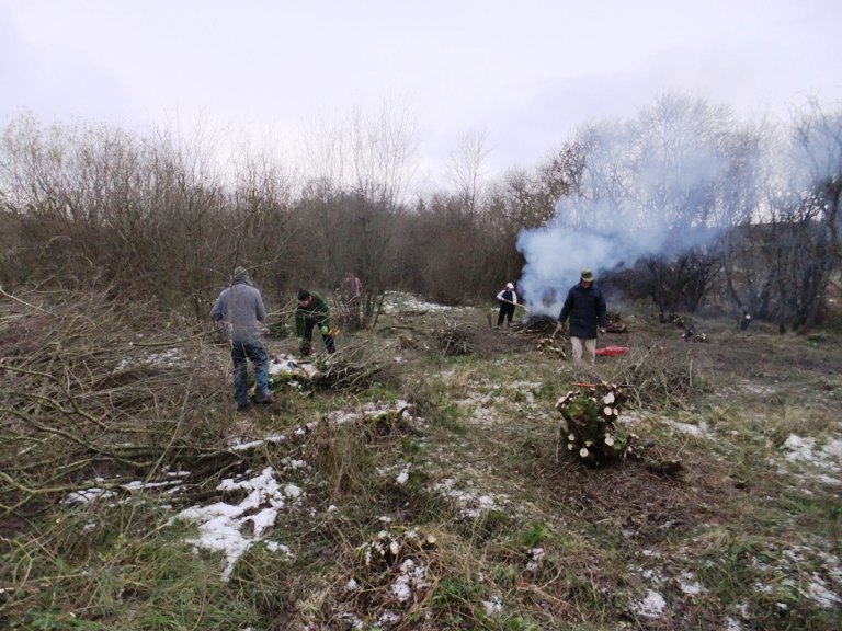 Coppicing willow