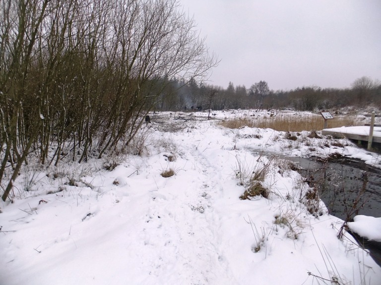 Coppiced area in snow