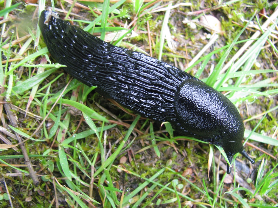 Big black slug