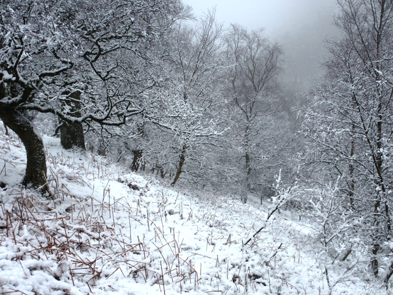 Winter wonderland