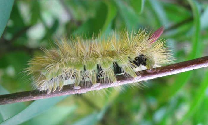Pale Tussock moth caterpillar