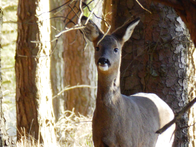 Roe Deer Blog Foxglove Covert Local Nature Reserve