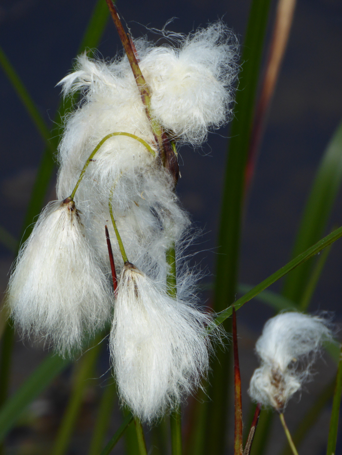 Common Cotton Grass