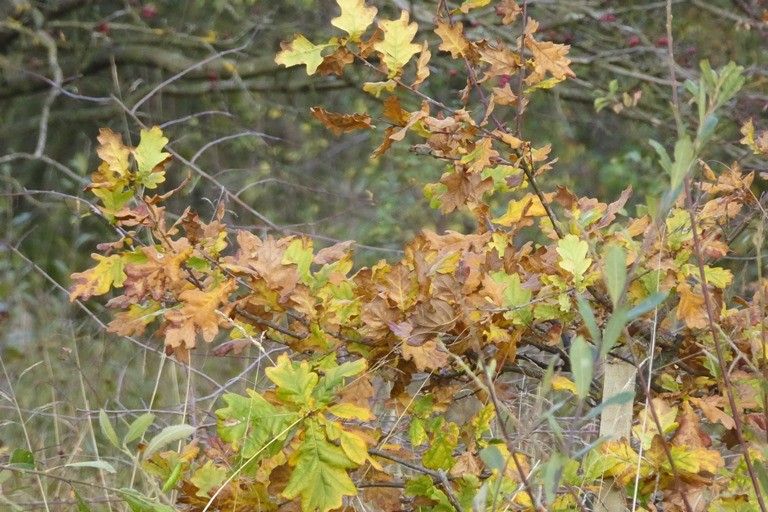 Autumnal oak