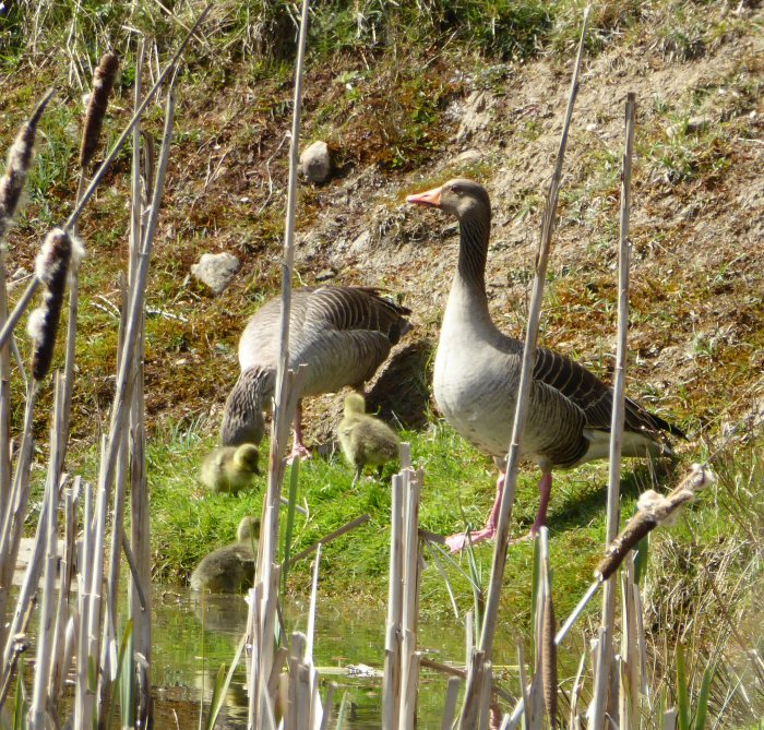 Greylag parents and young