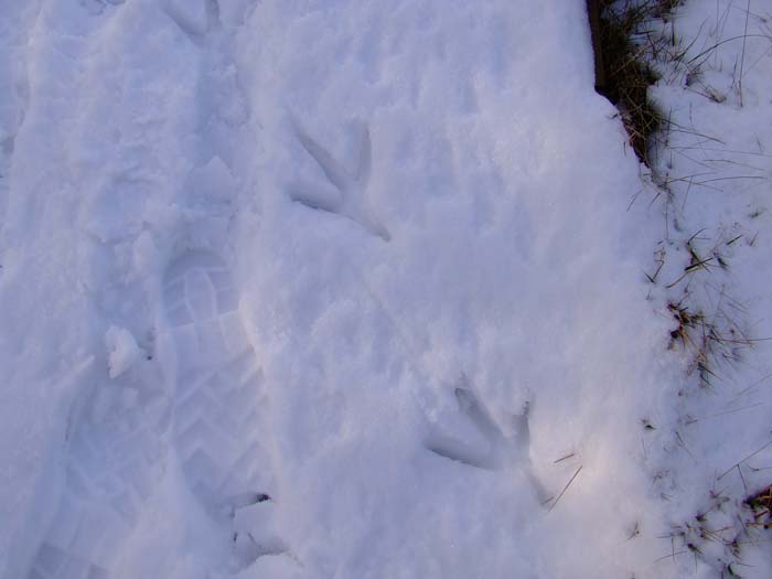 Grey Heron footprints