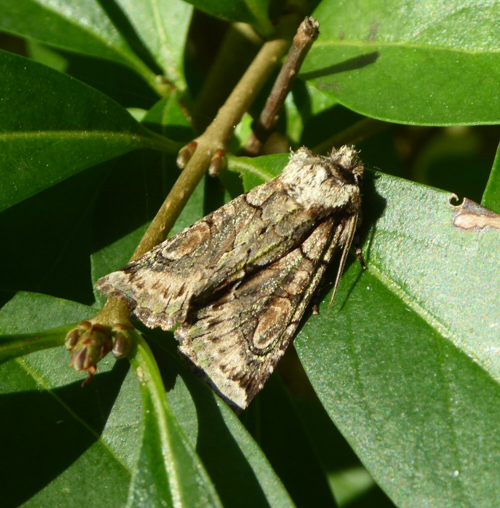 Autumn Moths Blog Foxglove Covert Local Nature Reserve