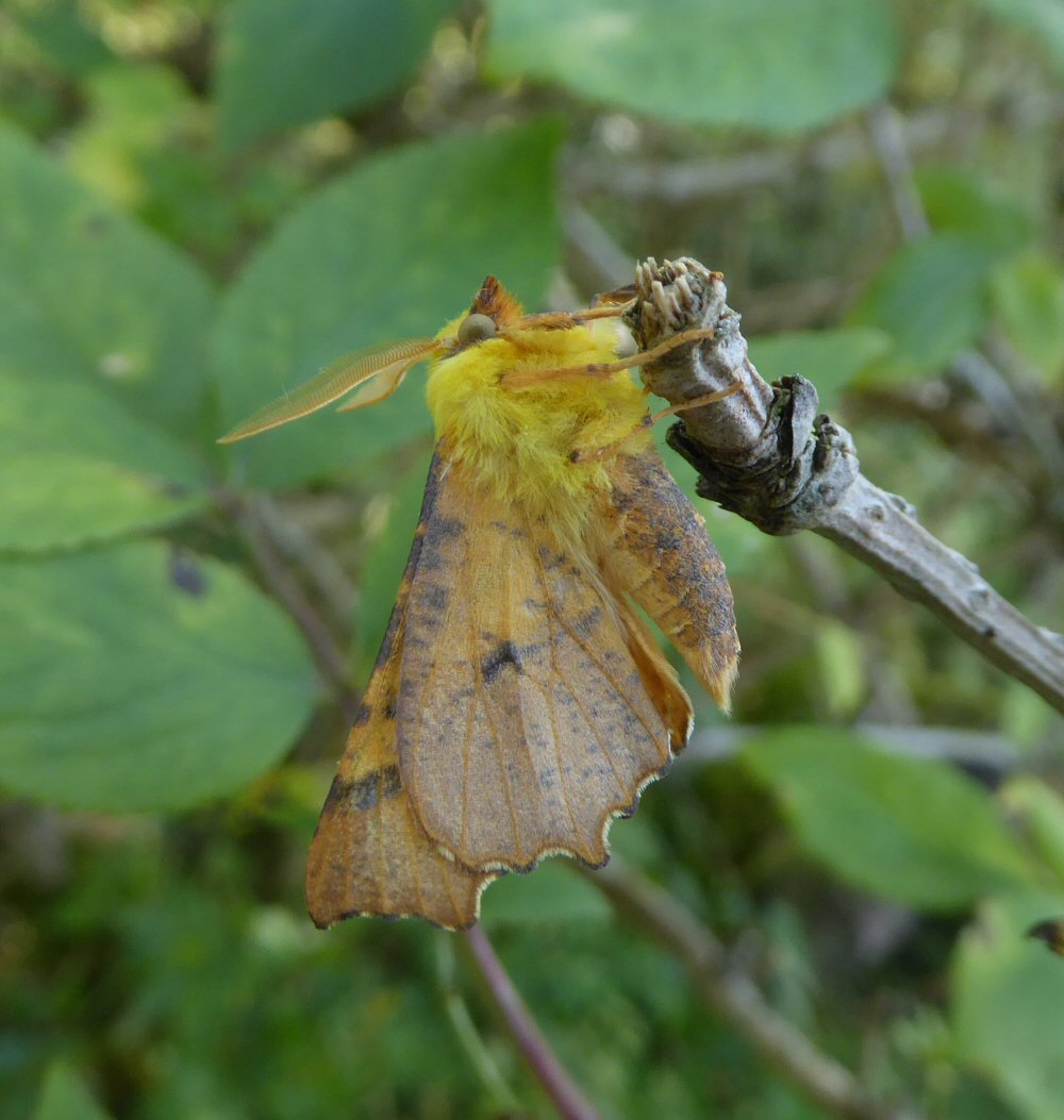 Autumn Moths Blog Foxglove Covert Local Nature Reserve