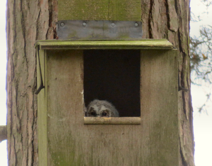 Owl chick in nest box