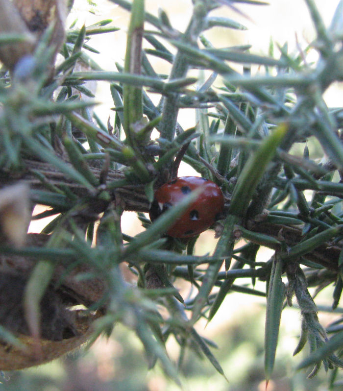 7 Spot Ladybird in Gorse