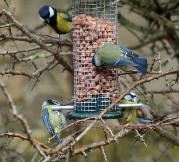 Birds on the feeder