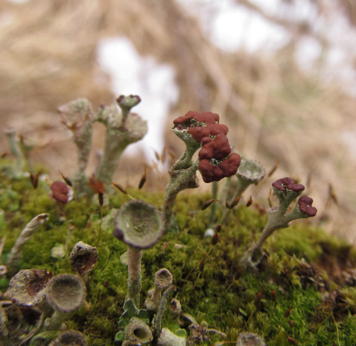 Lichens with fruiting bodies
