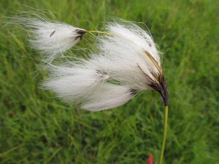 Cotton Grass on the wetland