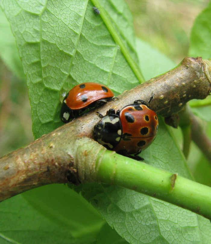 7 Spot and Eyed Ladybirds