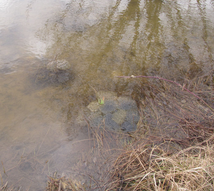 Frog spawn in the middle and at theedge of the pond