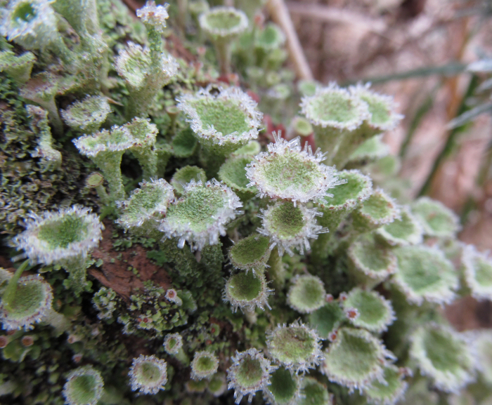 Frost covered lichen