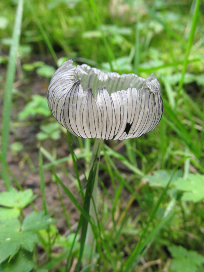 A fungi coprinus lagapus