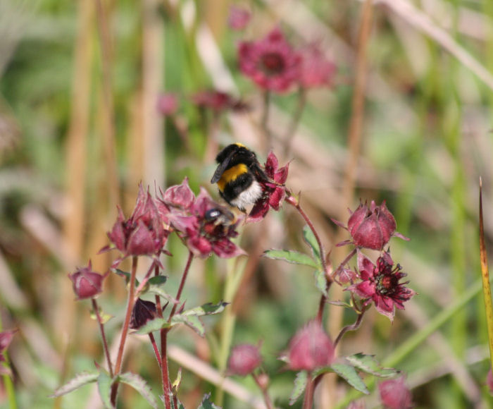 Marsh Cinquefoil and bumble bees