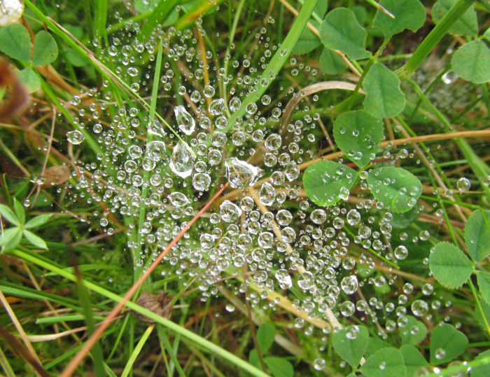 Spider's web highlighted by dew.