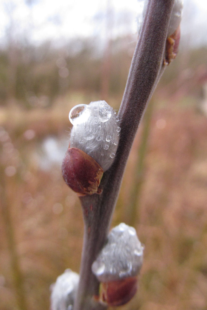 Willow buds with ice droplets
