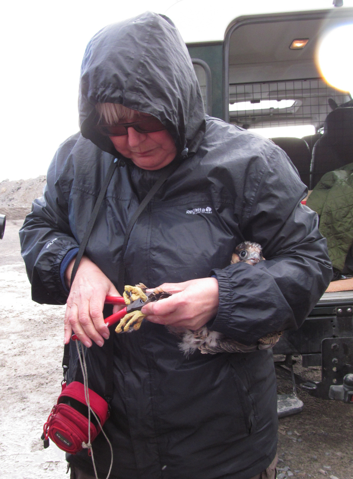 A chick being ringed