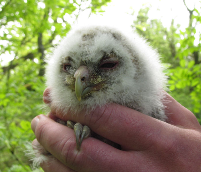 Newly ringed owl chick